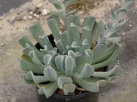 Echeveria runyonii