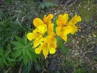 Alstroemeria patagonica