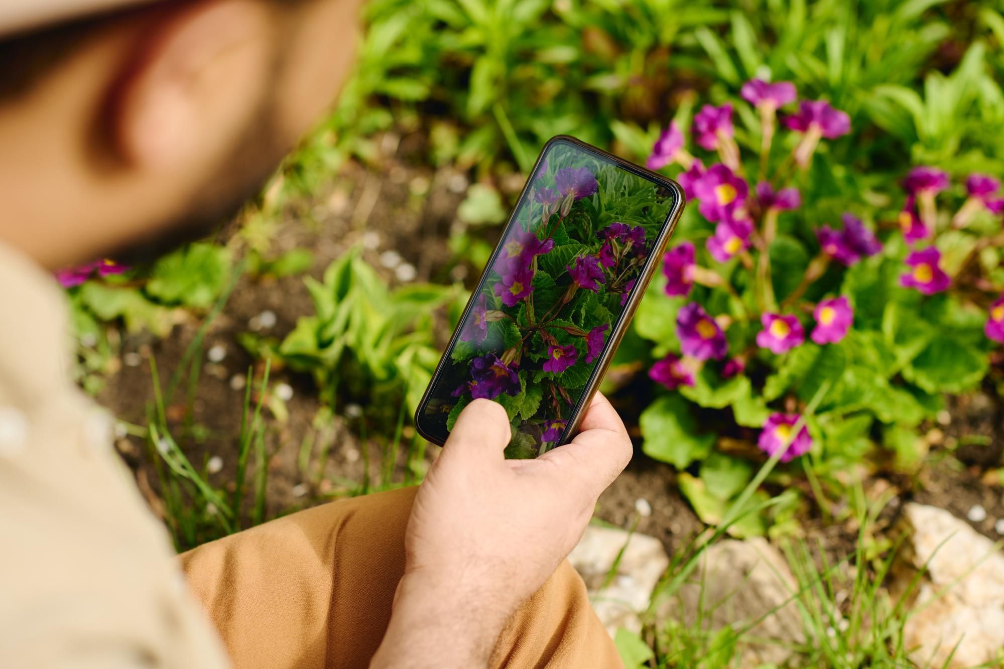 How to Use a Plant Identifier App - Main Features