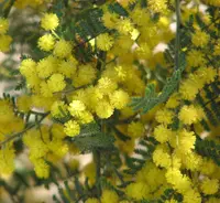 wyalong wattle