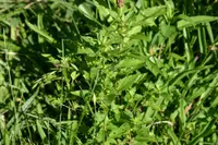 common threeseed mercury (Acalypha rhomboidea) plant