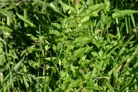 common threeseed mercury (Acalypha rhomboidea) plant
