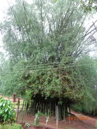 Indian Thorny Bamboo