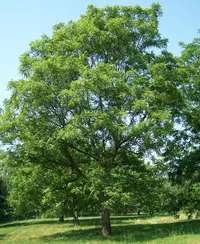 Arizona walnut