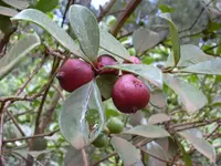 strawberry guava