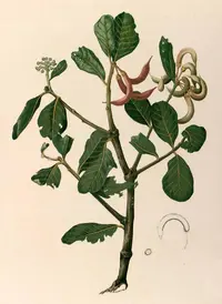 river mangrove