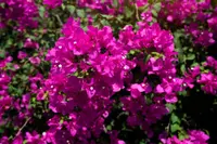 Bougainvillea spectabilis flowers