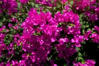 Bougainvillea spectabilis flowers