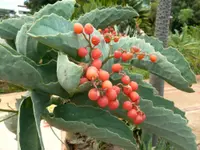Namibian Grape