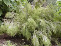 Mexican weeping bamboo
