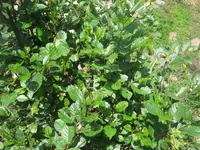 Nepal alder