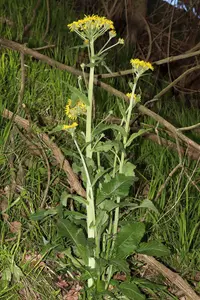 Tephroseris balbisiana