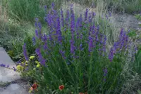 Rocky Mountain penstemon