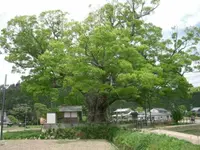 Japanese zelkova (Zelkova serrata) plant