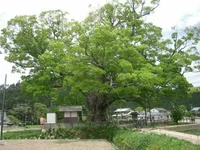 Japanese zelkova