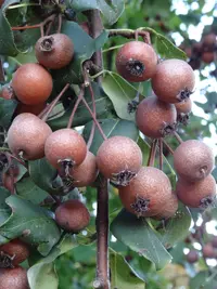 Plymouth Pear (Pyrus cordata) plant