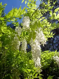 Chinese wisteria (Wisteria sinensis) plant