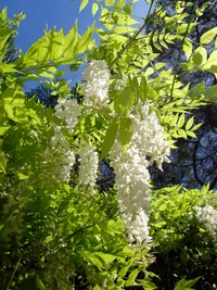 Chinese wisteria (Wisteria sinensis) plant