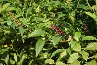 American pokeweed (Phytolacca americana) plant