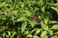 American pokeweed (Phytolacca americana) plant