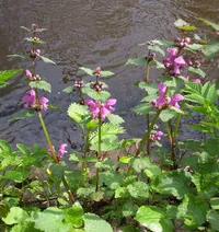 spotted dead-nettle