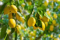 Citrus x limon 'Eureka' fruits