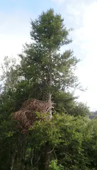 Hall's totara