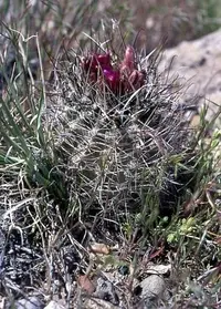 desert valley fishhook cactus (Sclerocactus spinosior) plant