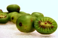 tara vine