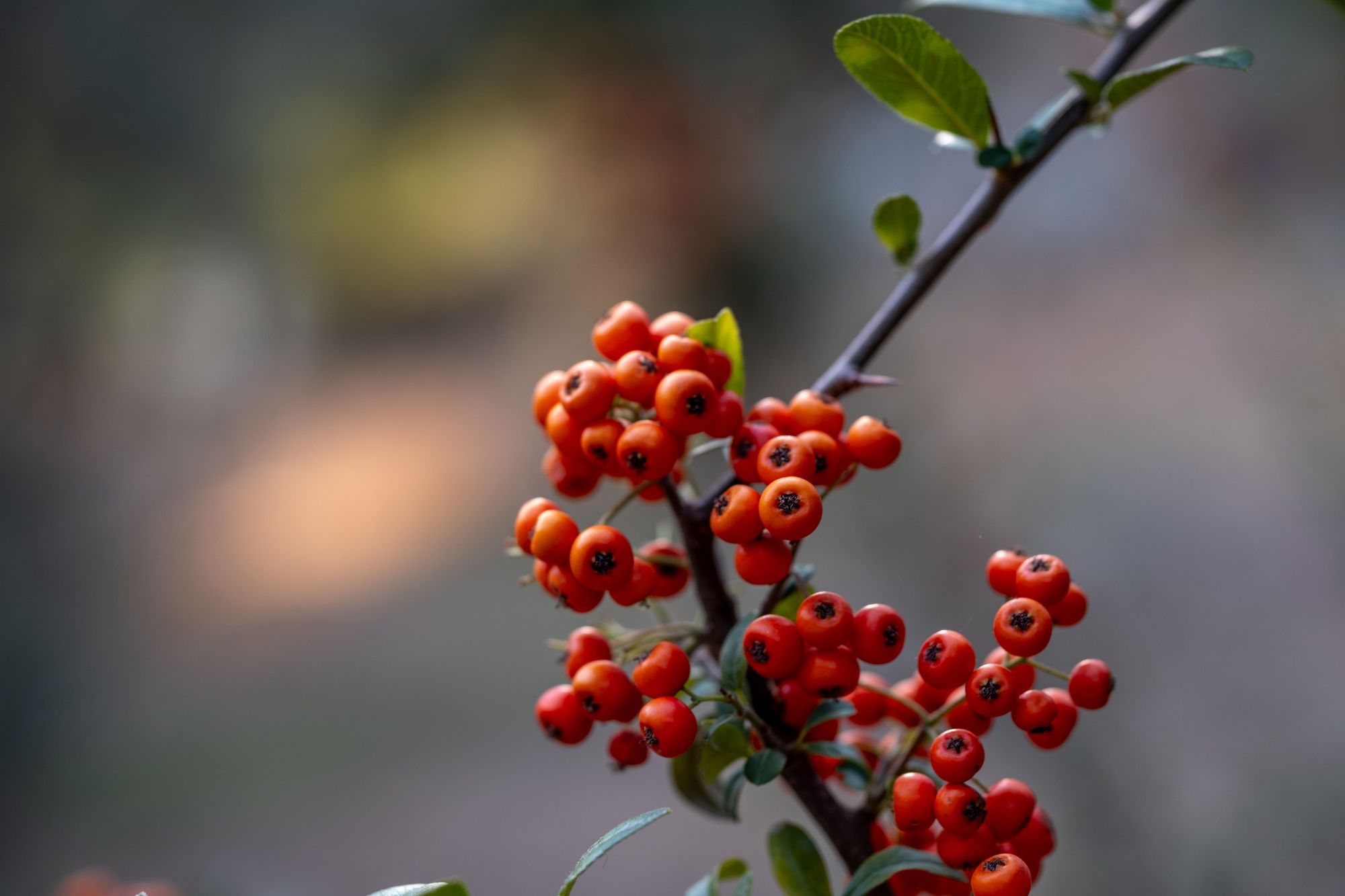 Bushes With Thorns - Firethorn