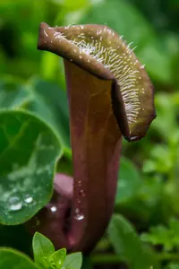 Fox ears (Aristolochia chilensis) plant