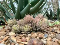 Haworthiopsis fasciata