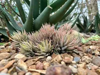 Haworthiopsis fasciata