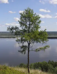 Dahurian Larch