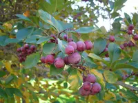 cockspur hawthorn