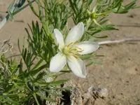 harmal peganum