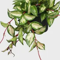 Hoya carnosa 'Tricolor' leaves