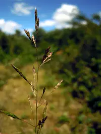 brown bent