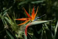 Bird of paradise plant
