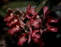 Coral orchid