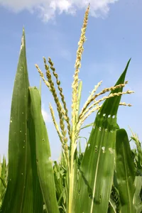 corn