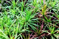 shoreline sedge
