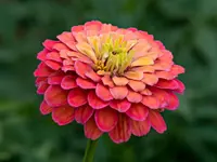 Common zinnia (Zinnia elegans) plant