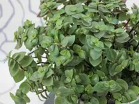 Turtle Vine leaves