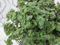 Turtle Vine leaves