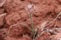 largeflower onion