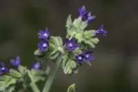Undulated Bugloss