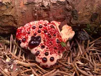 Red-juice Tooth