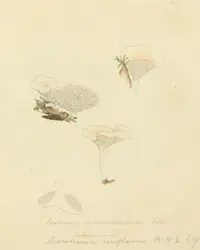 aromatic earthfan