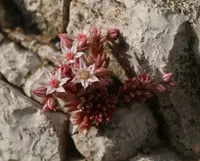 Spanish stonecrop